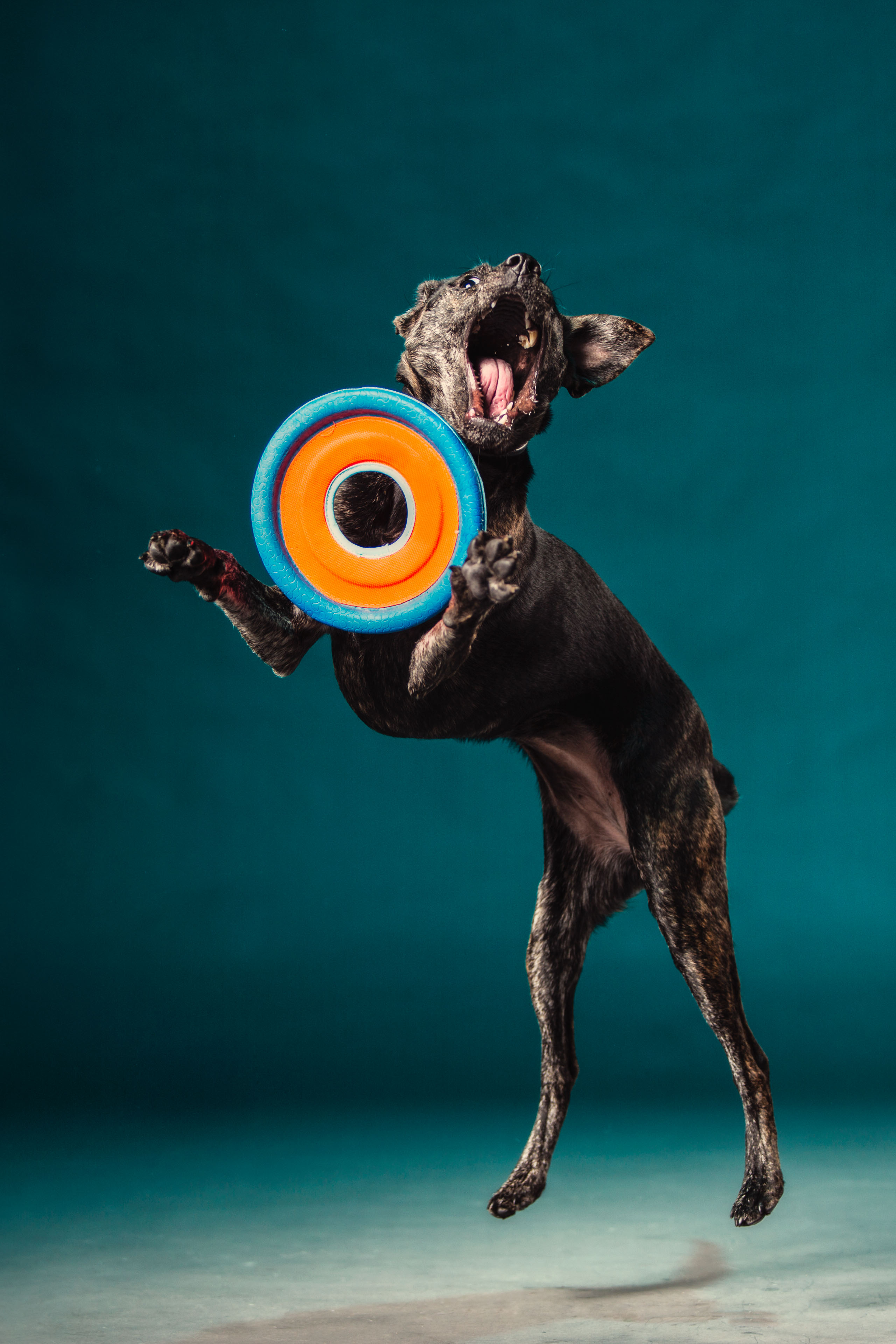 Kona frisbee