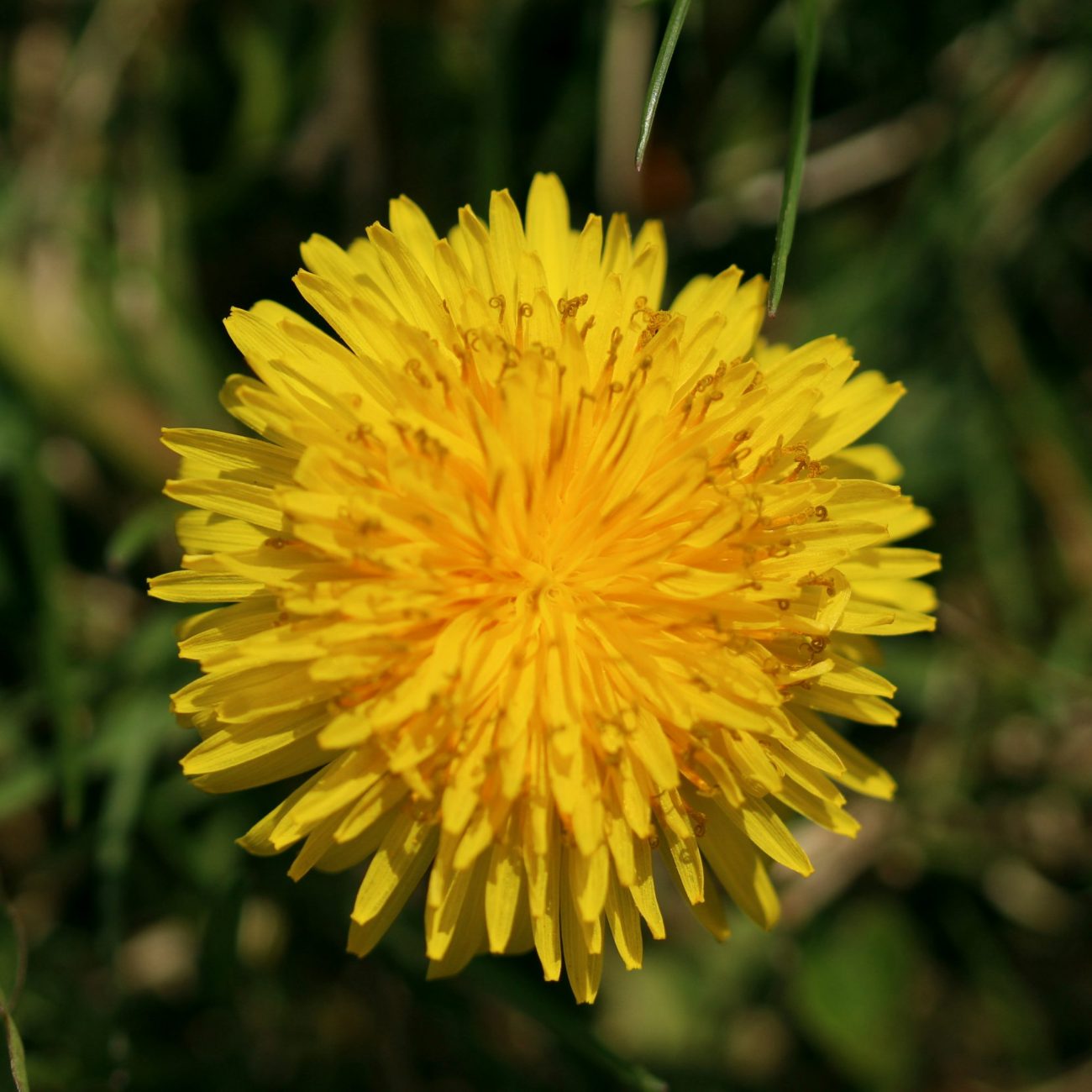 Dandelion