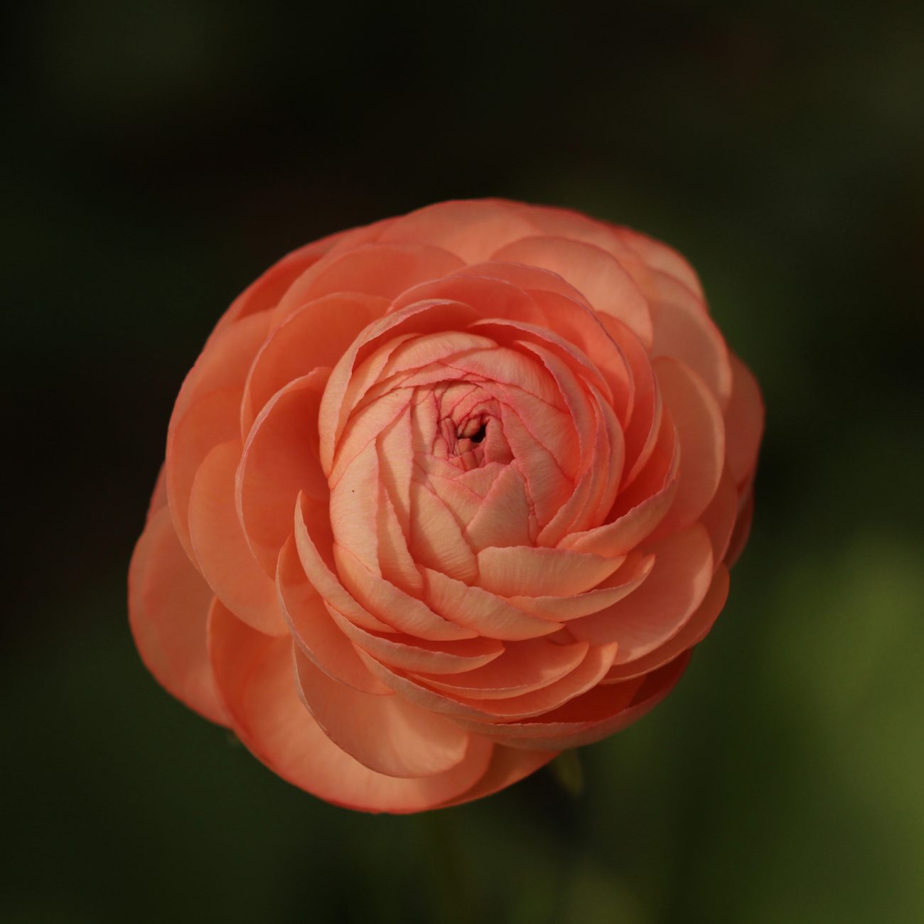 Ranunculus