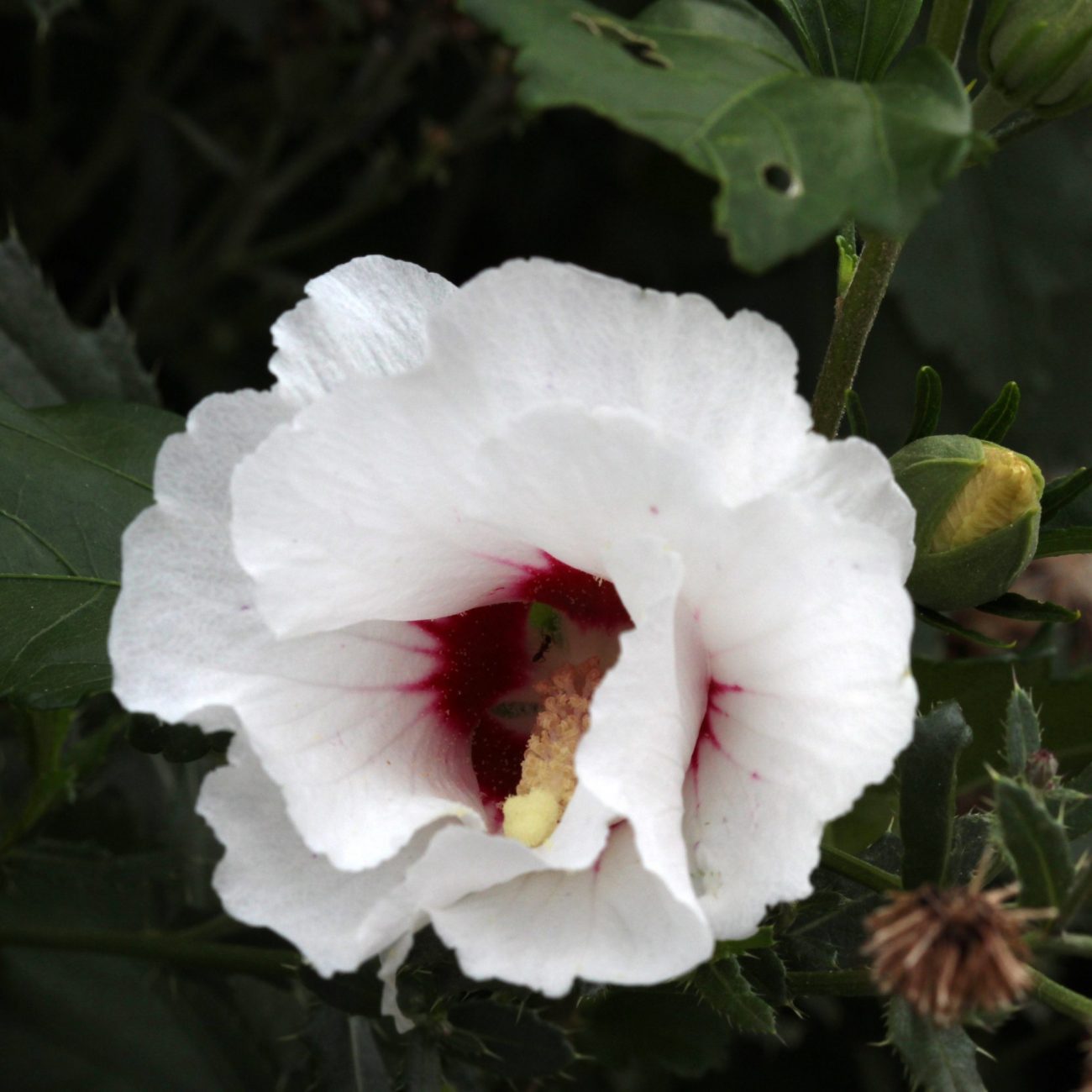 Rose of Sharon