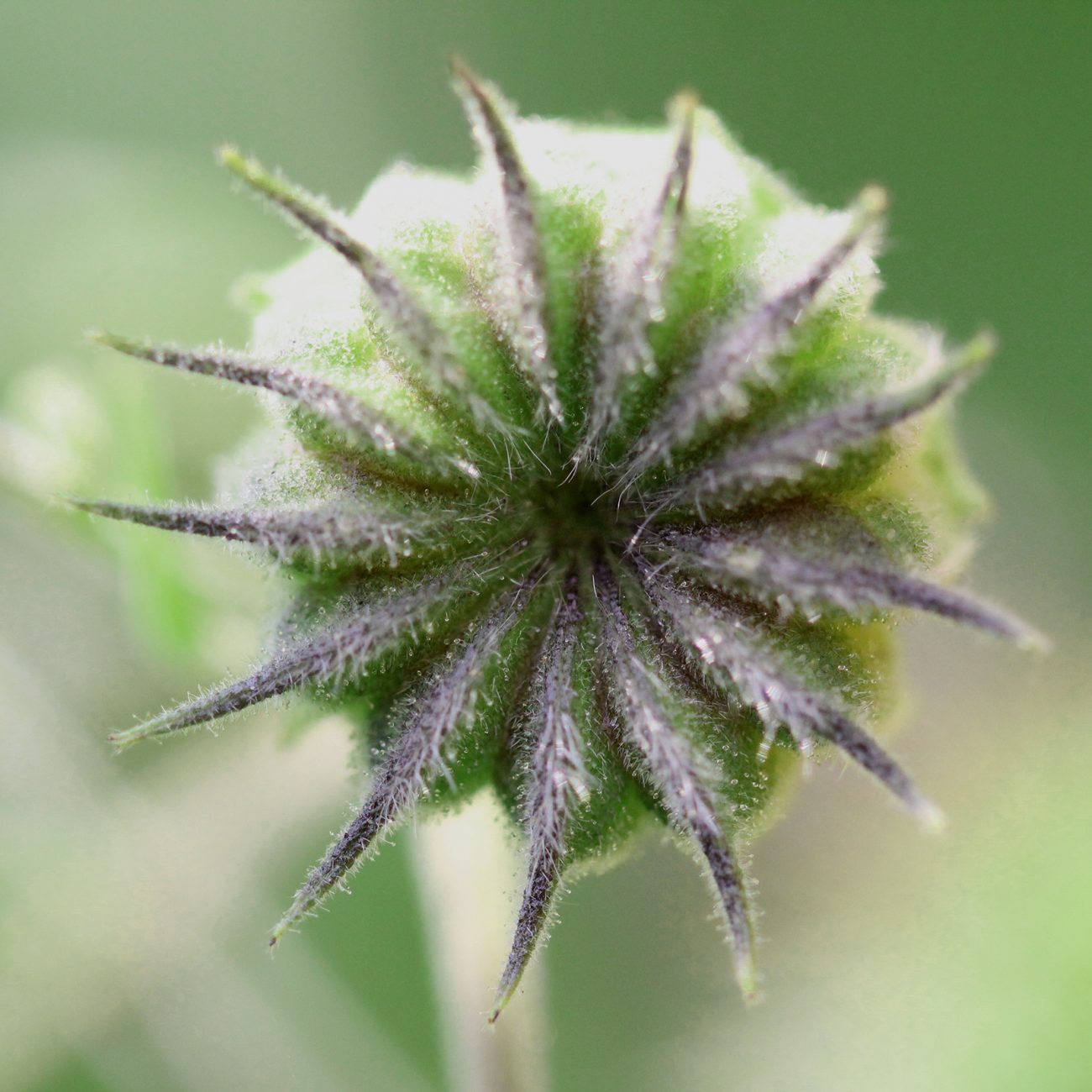 Thistle3