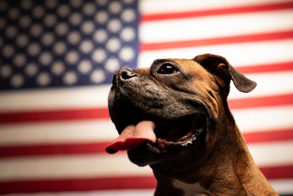Veterans Companion Animal Services dog, Abe